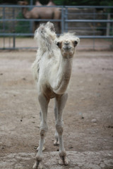 Young bactrian camel