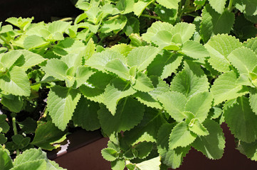 Healthy Greek Oregano plant in a home garden.
