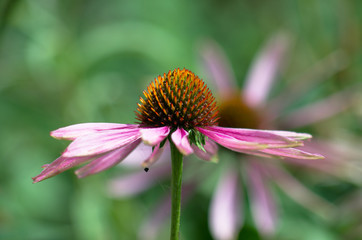 Pink daisy (pink aster, asfer alpinus) flower in horizontal view, blurred green grass in background