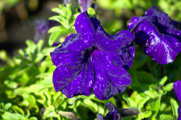 Cyan blue petunia with water drops in a street garden, yellow green soft background
