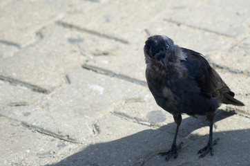 Jackdaw look at the camera in a city street with paving slabs