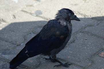 Jackdaw on a daylight city street with paving slabs