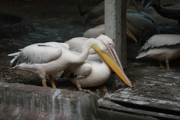 Large pink pelicans