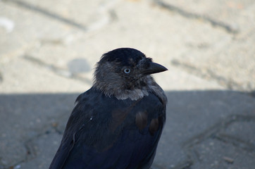 Jackdaw head in on a city street with paving slabs