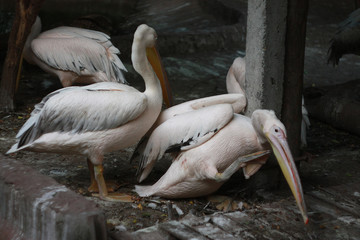 Large pink pelicans