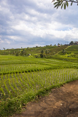 Fototapeta na wymiar Rice fields of Jatiluwih in southeast Bali
