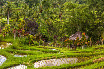 Rice fields of Jatiluwih in southeast Bali