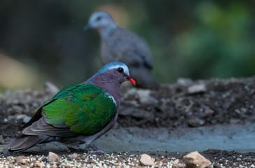 Emerald Dove at Sattal