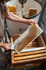 Apiculture - extraction du miel - désoperculer un cadre
