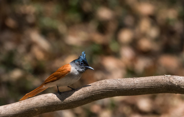 Asian Paradise Flycather Female at Sattal