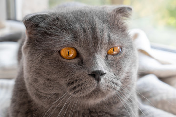 a strange look of a cat