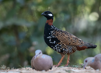Black Francolin Male at Satal