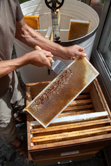 Apiculture - extraction du miel - désoperculer un cadre