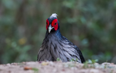 Khaleej Pheasant portrait shoot at Sattal