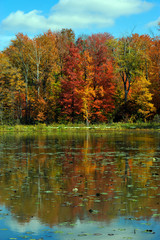 Fototapeta premium Nature's Fall Colors
