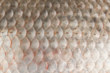 Fish scales skin texture macro view. - obrazy, fototapety, plakaty