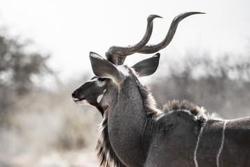 Koudou au parc national d'etosha en Namibie, Afrique