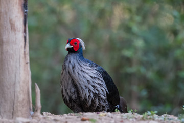 Khaleej Pheasant portrait shoot at Sattal