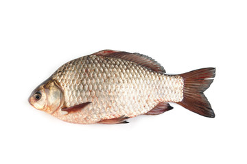 Isolated crucian carp