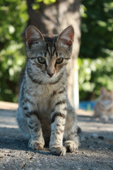 Grey tabby kitten in the park