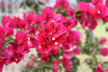 Beautiful bright bougainvillea flowers