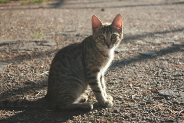 Grey tabby kitten in the park
