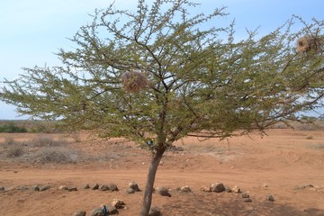 tree in desert