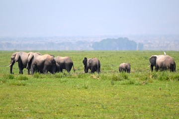 Naklejka na ściany i meble Herd of wild elephants