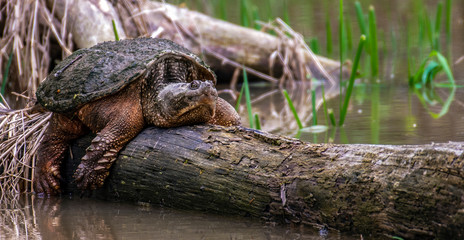 Snapper