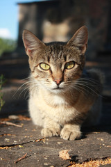 Grey tabby kitten in the park