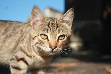 Naklejka na ściany i meble Grey tabby kitten in the park