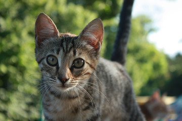 Obraz premium Grey tabby kitten in the park