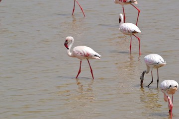 group of pink flamingos