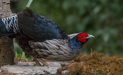 Khaleej Pheasant portrait shoot at Sattal