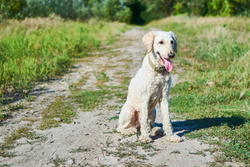 Dog on the road in the summer forest. A royal poodle sits on a dirt path.