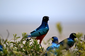 African bird original painting