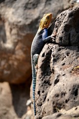 Lizard on the stone