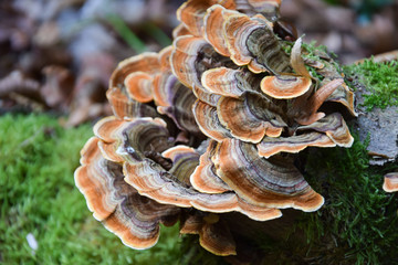 Beautiful trametes versicolor mushroom growing on old tree in winter