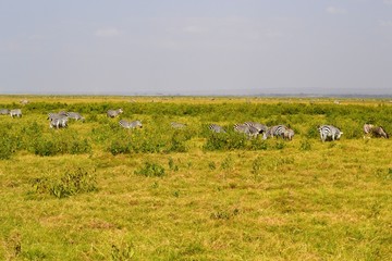 Obraz premium African Savannah landscape with animals