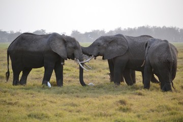 Wild African elephants
