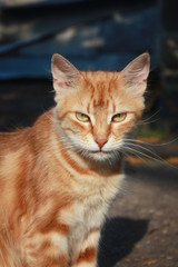 Fototapeta na wymiar Red tabby kitten in the park