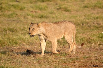 lioness 