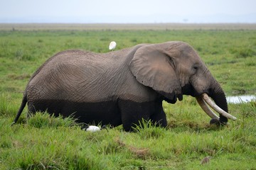 Naklejka na ściany i meble Wild African elephant