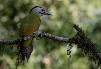 Grey Headed Woodpecker Male on tree at Sattal