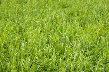 Young grass in a meadow on a Sunny spring day. Botanical background. Blank for design