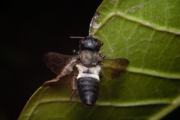 Macro, dead nomad bee (Nomada sp.) gripping leaf with mandible, bee diseases, fungal Infection.