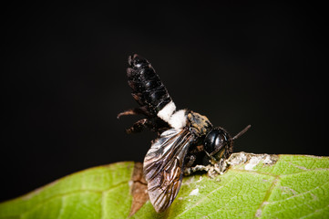 Macro, dead nomad bee (Nomada sp.) gripping leaf with mandible, bee diseases, fungal Infection.
