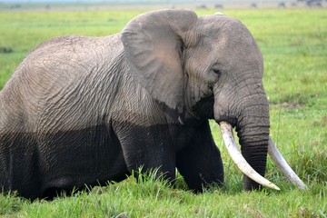 Fototapeta na wymiar Wild African elephant
