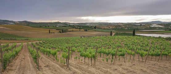 Vinyard