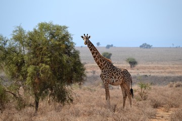 giraffe in africa